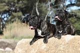 CANE CORSO 426